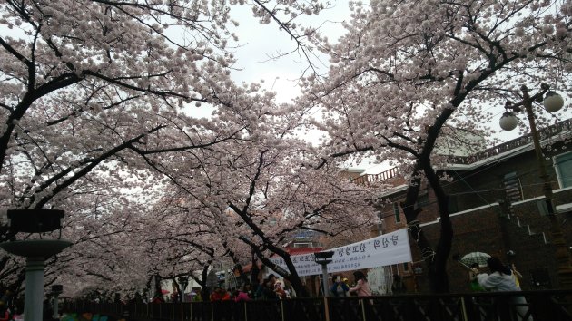 余佐川の桜